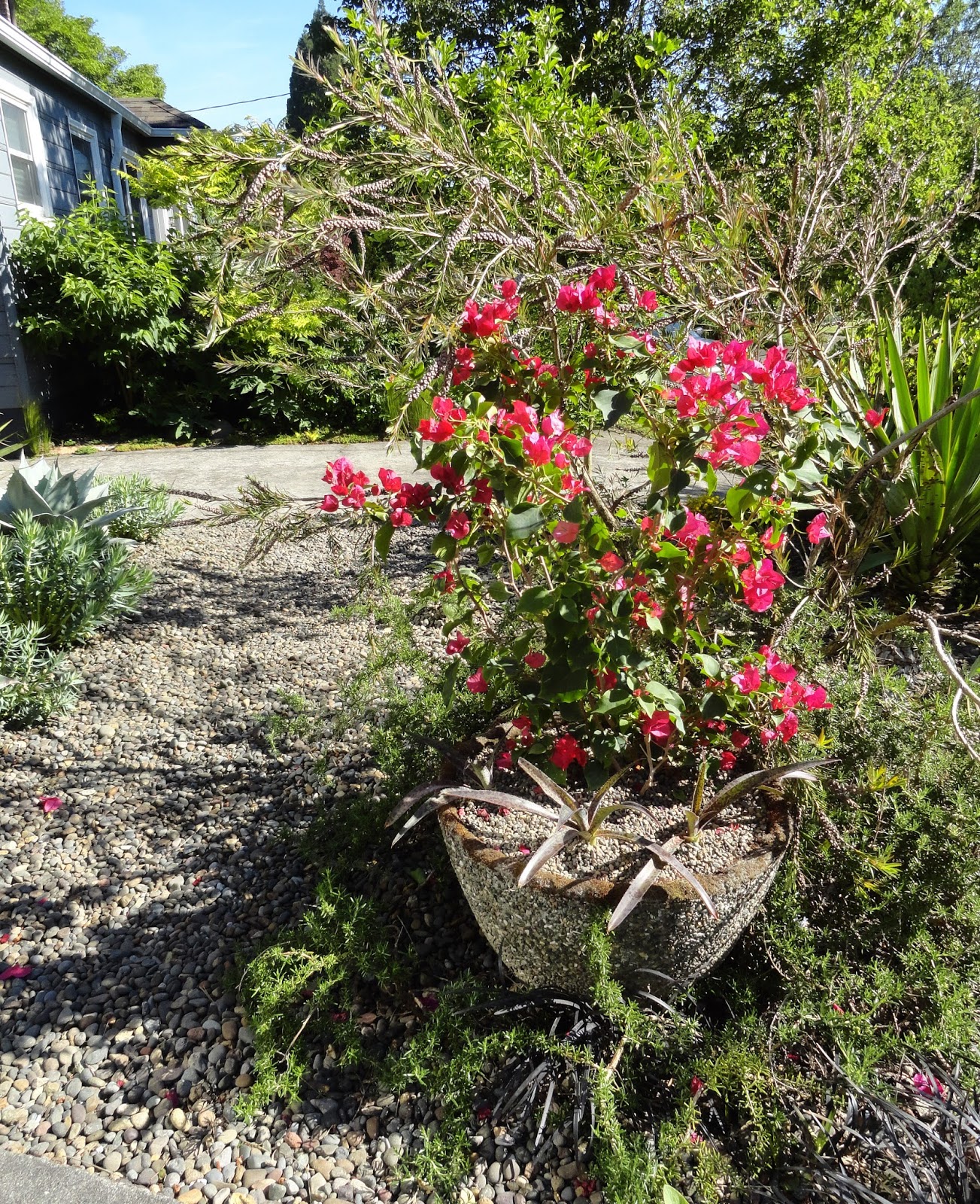 Bushes Shrubs With Pink Flowers Pictures