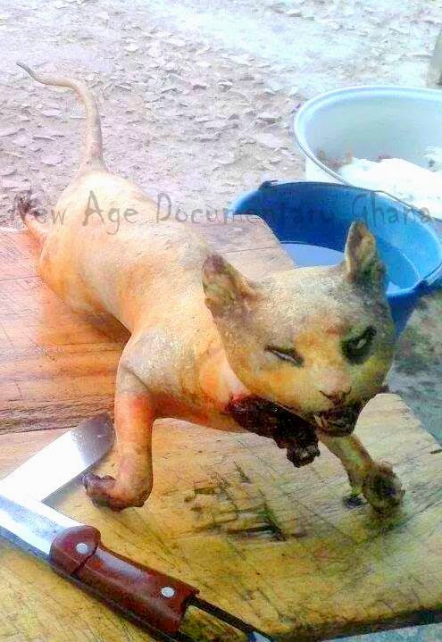 New Age Documentary Ghana Ghanaians Eating Cat Meat new-age-documentary-ghana-ghanaians-eating-cat-meat