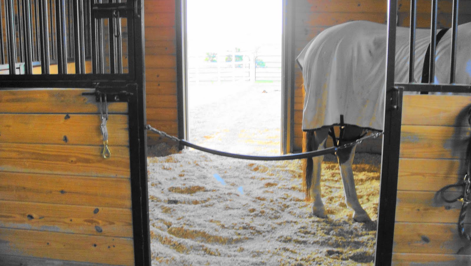Moondance Ranch Stall Cleaning (The Poop on Poop)
