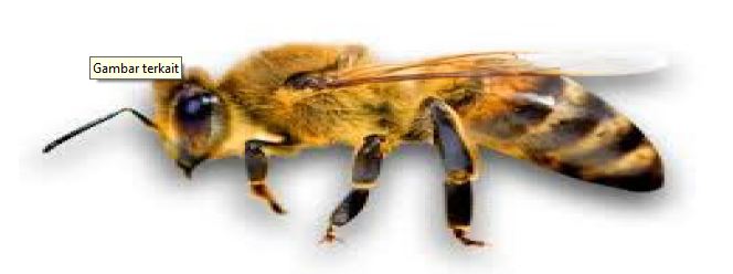 gambar lebah cerana