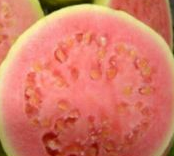 Guava fruit - Lesser Diabetes Risk And Cleaned System