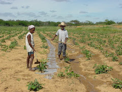 Irrigação de salvação com água de chuva