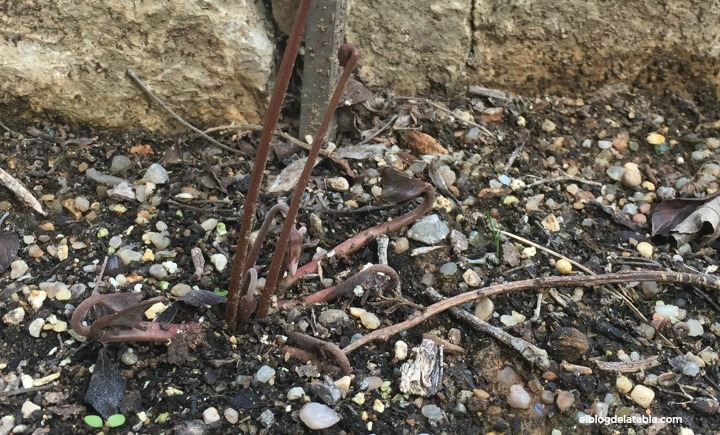 Cyclamen hederifolium Aiton