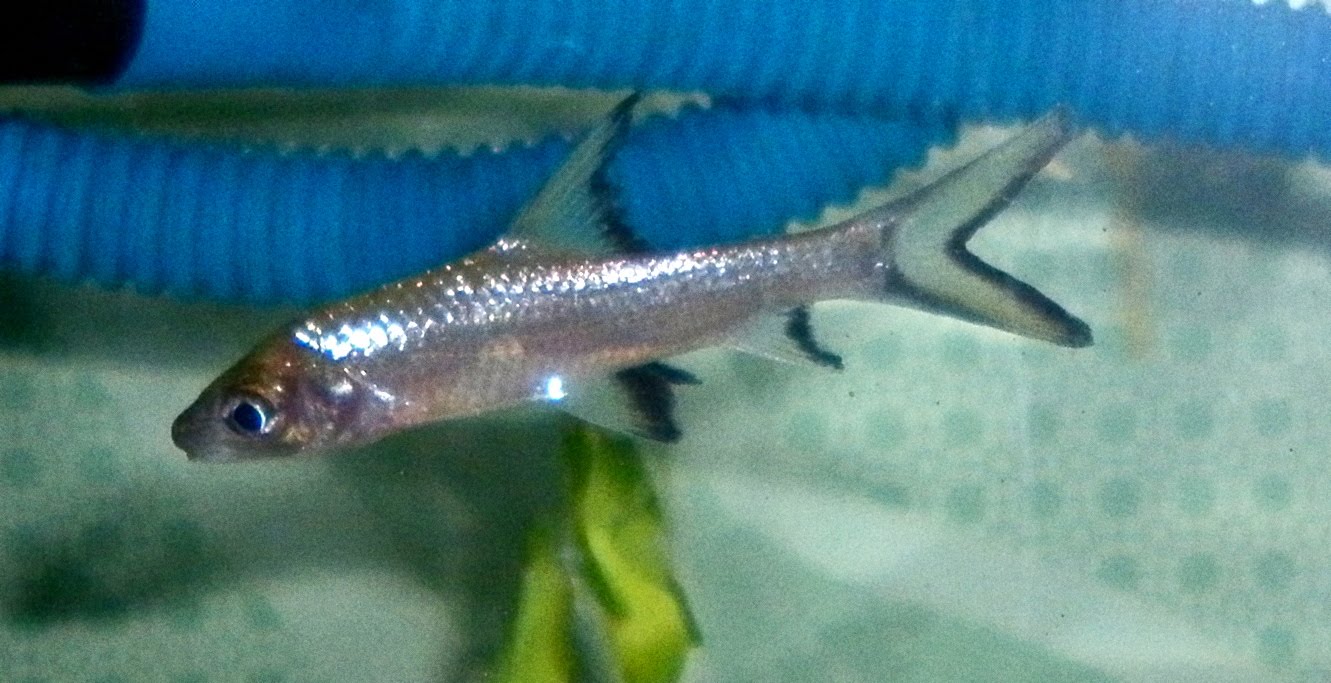 Fish World Bala Shark