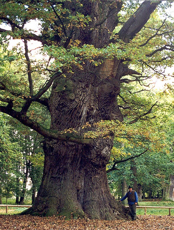 Giant Trees From Around The World Oak Trees
