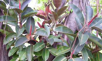 DAUN KARET KEBO UNTUK PENGOBATAN STROKE ALAMI