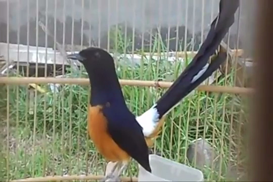 Murai Batu Medan Asli Penangkaran Burung Murai