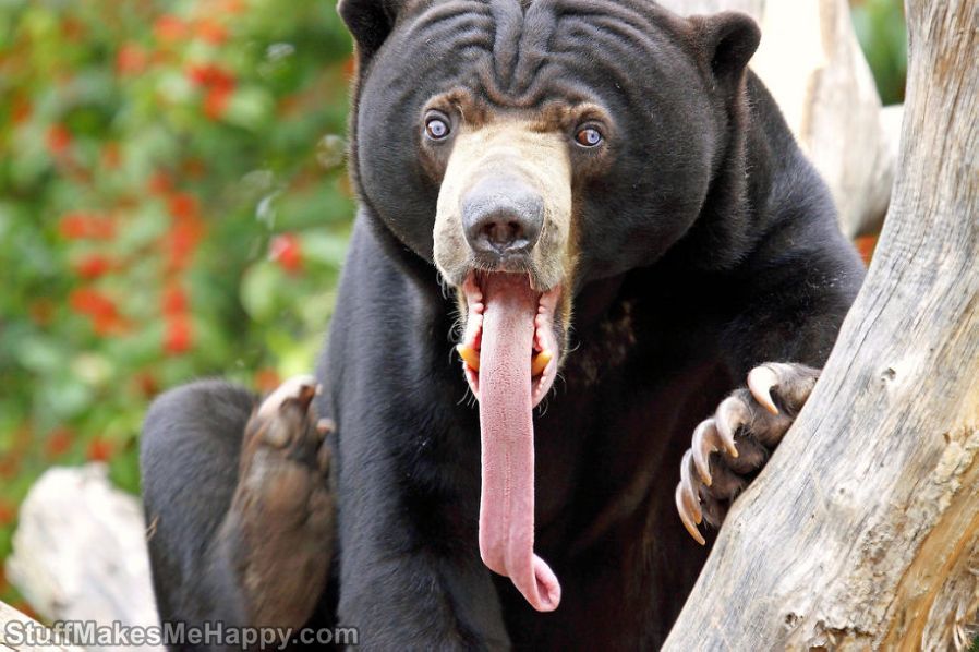 Cute and Funny Animals Pictures with Their Tongues Sticking Out