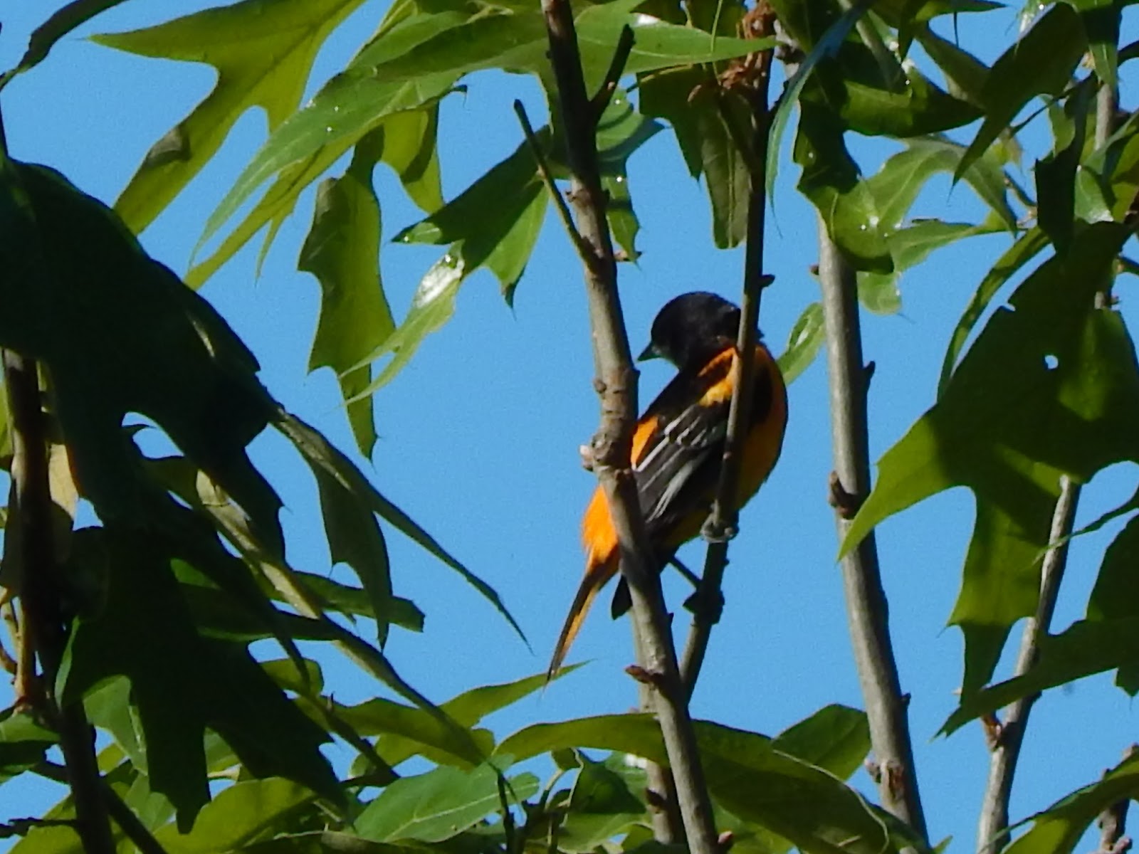 Central Louisiana Birding & Wildlife Kisatchie National Forest