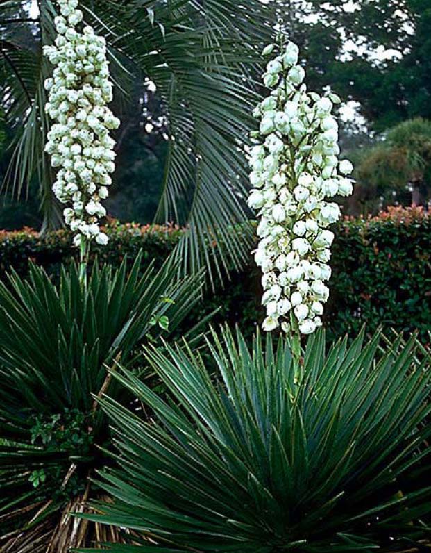 Beechwood Landscape Architecture and Construction Spanish