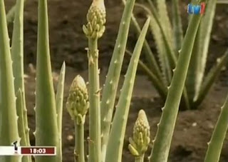 Floare Aloe-Vera