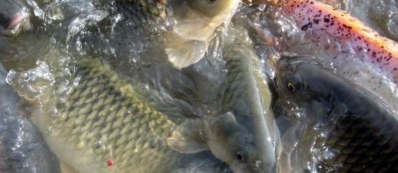 Umpan Ikan Mas Galatama dan Kolam