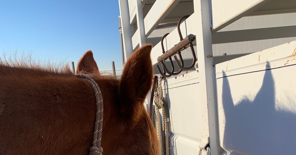 Functional Horsemanship Comments on the Functional Tie Ring and Horses