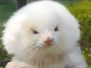 giant ferret, dogs, poodles, Argentina, steroids, con artists