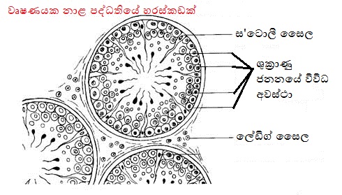hd2fig3.jpg