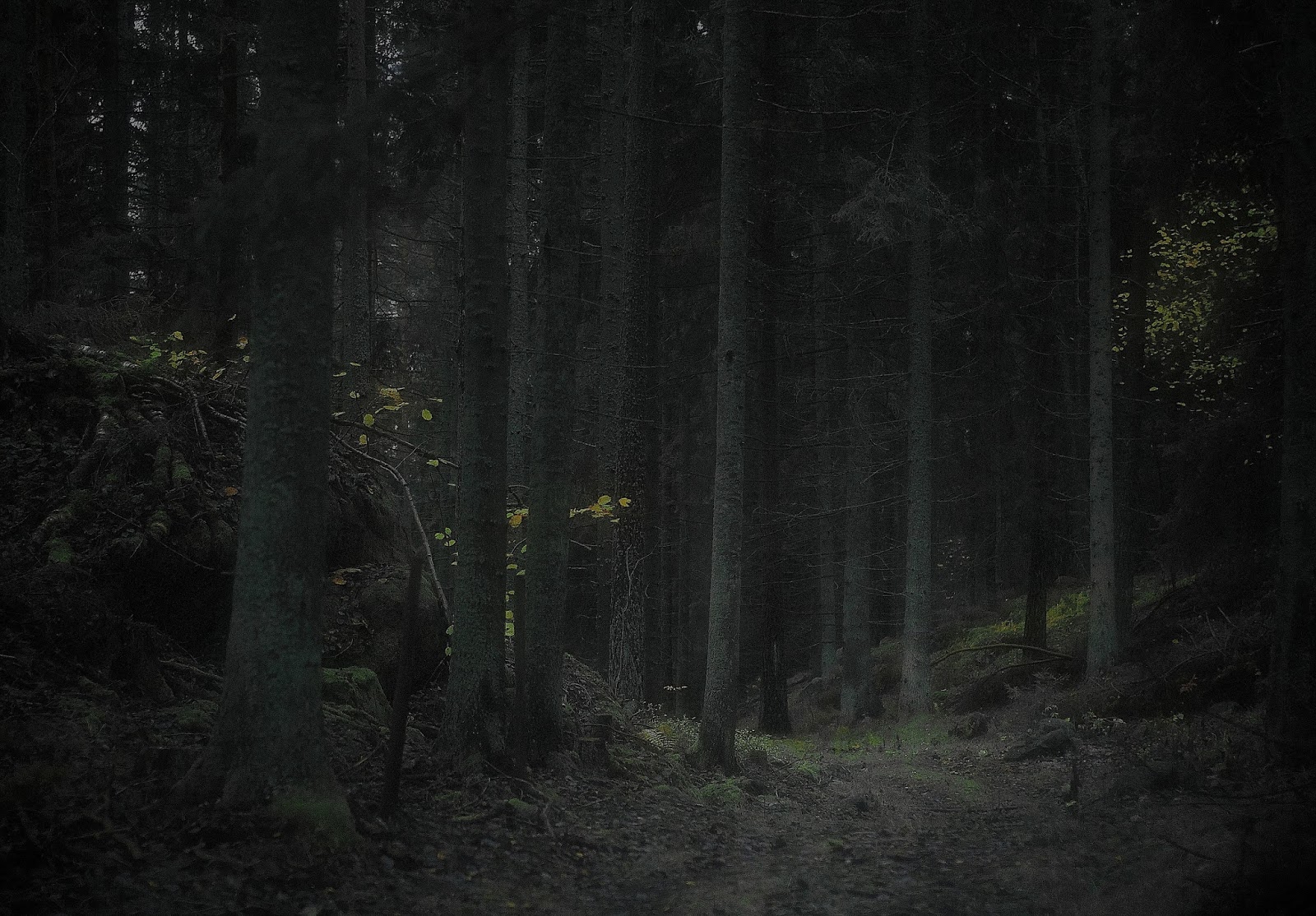 Bilderesultater for skog om natten