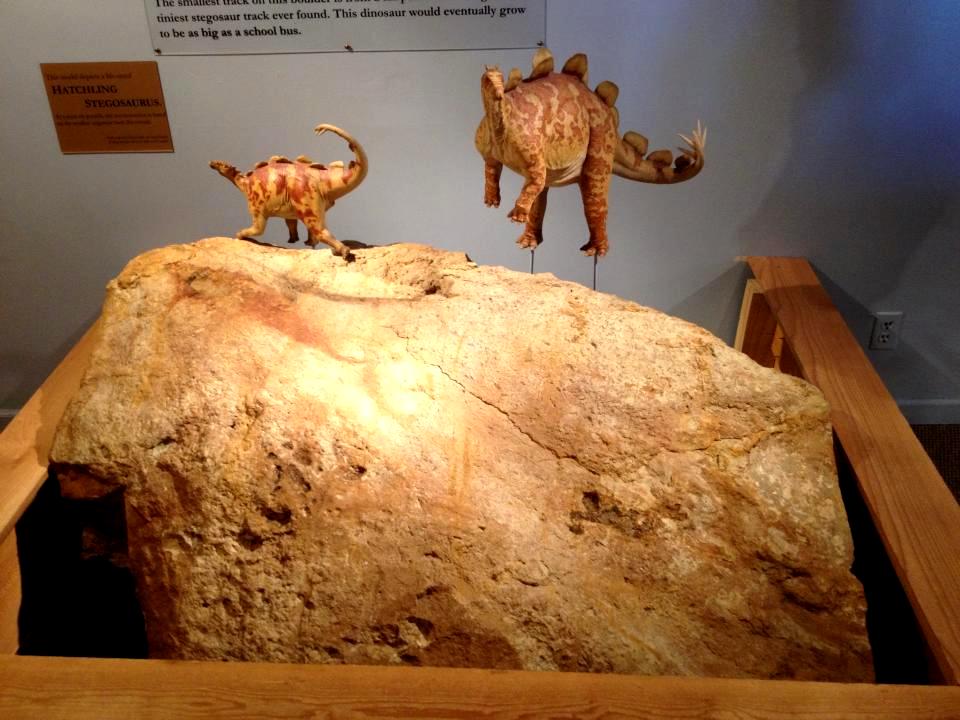 The Natural World: Stegosaurus at the Morrison Natural History Museum (Stegosaurus Week)