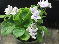 violet african violets grow flowers healthy plant ramblin pots soil fertilizer miniature flower inexpensive growers