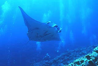 A vida no fundo do mar. Arraias