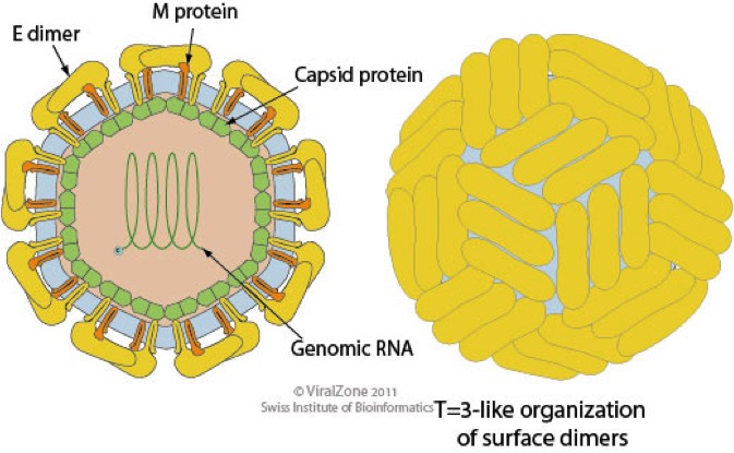 preguntas cerradas sobre el zika microbio diez preguntas sobre el virus zika preguntas cerradas sobre el zika microbio diez preguntas sobre el virus zika
