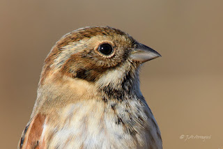 Escribano palustre, Emberiza schoeniclus, Reed Bunting