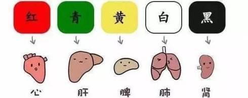 心對舌，肝對目，脾對口，肺對鼻，腎對耳，五臟要這樣養(反射區)
