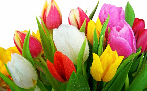 GAMBAR BUNGA BUNGA TULIP GAMBAR BUNGA BUNGA TULIP