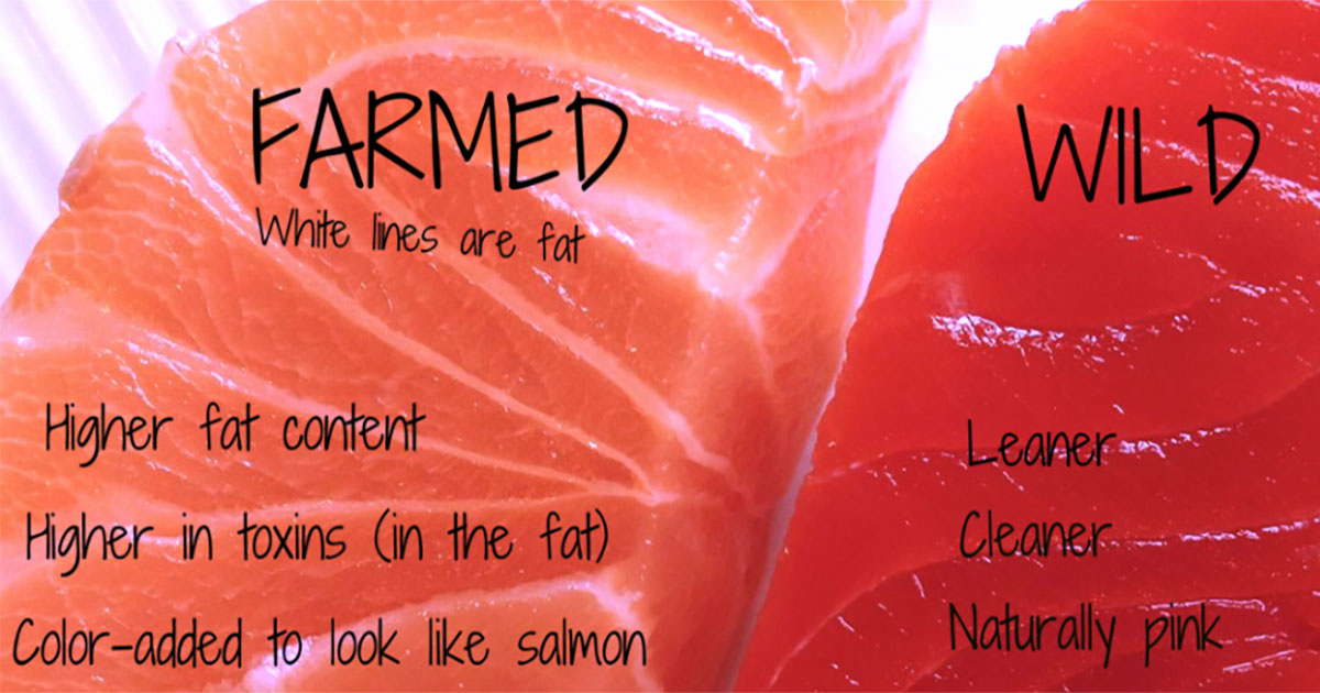 Farmed Salmon is Full of Antibiotics and Mercury. How To know If Your Salmon is Safe!