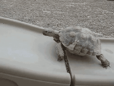 Funny animal gifs - part 123 (10 gifs) | Amazing Creatures