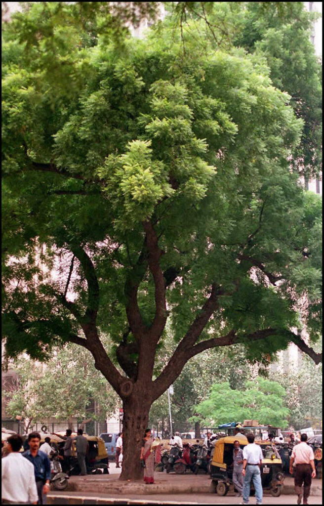 موقع الدكتور أحمد كلحى موسوعة علم النبات قائمة الأشجار شجرة النيم