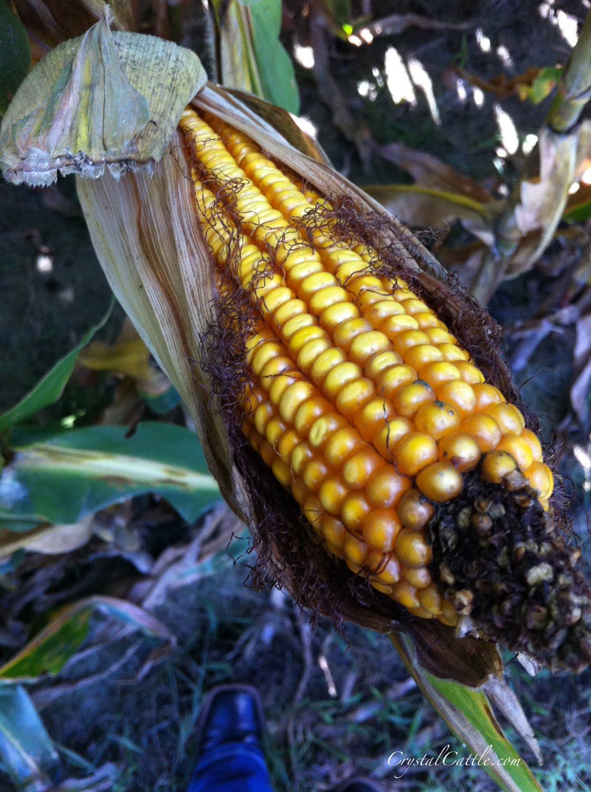 Crystal Cattle Deep inside the cornfield Corn Report