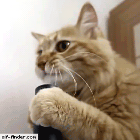 Funny cats - part 259, funny cats gifs, best cat gifs