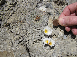 Strombocactus disciformis Queretaro