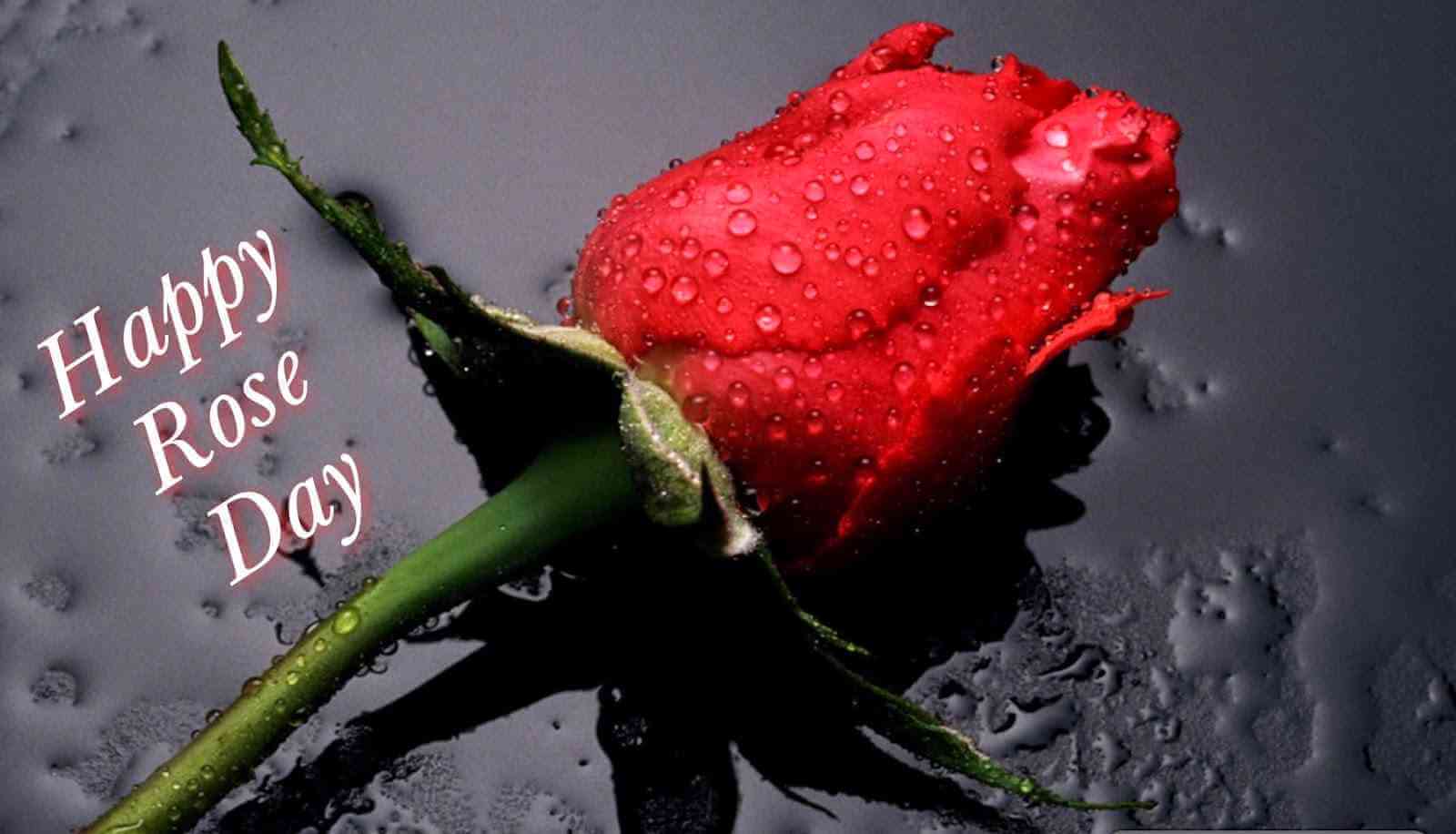 Rose Day Images Download Rose Day Images Download