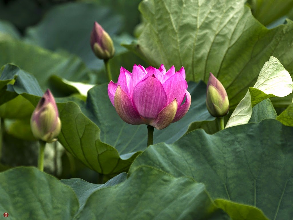 FROM THE GARDEN OF ZEN Sacred lotus flowers Tsurugaokahachimangu