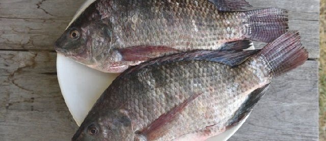 Gambar Ikan Mujair yang Beda dari Ikan Nila