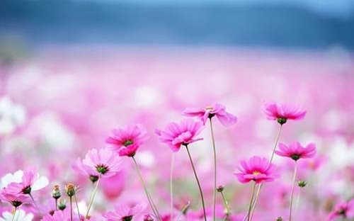 صور زهور