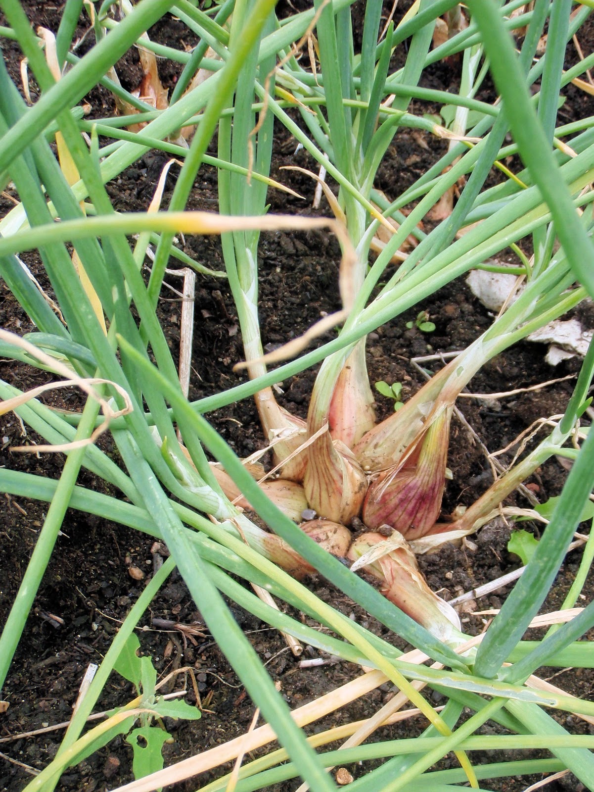 The Nitty Gritty Potager: Growing Shallots