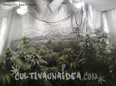 olor cannabis olor cannabis