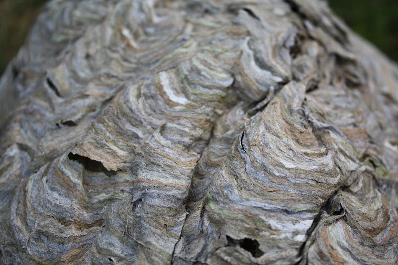 Polliwog on Safari: Paper Wasp Nest