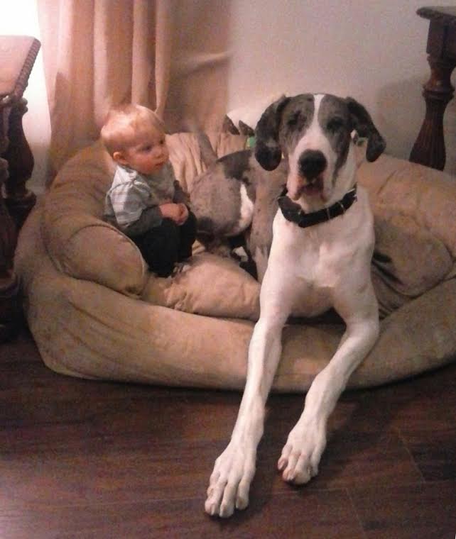 Danes are great with kids Merle Mantle ODIN with baby Great Dane