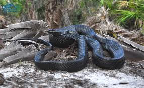 indigo cobra indigo cobra