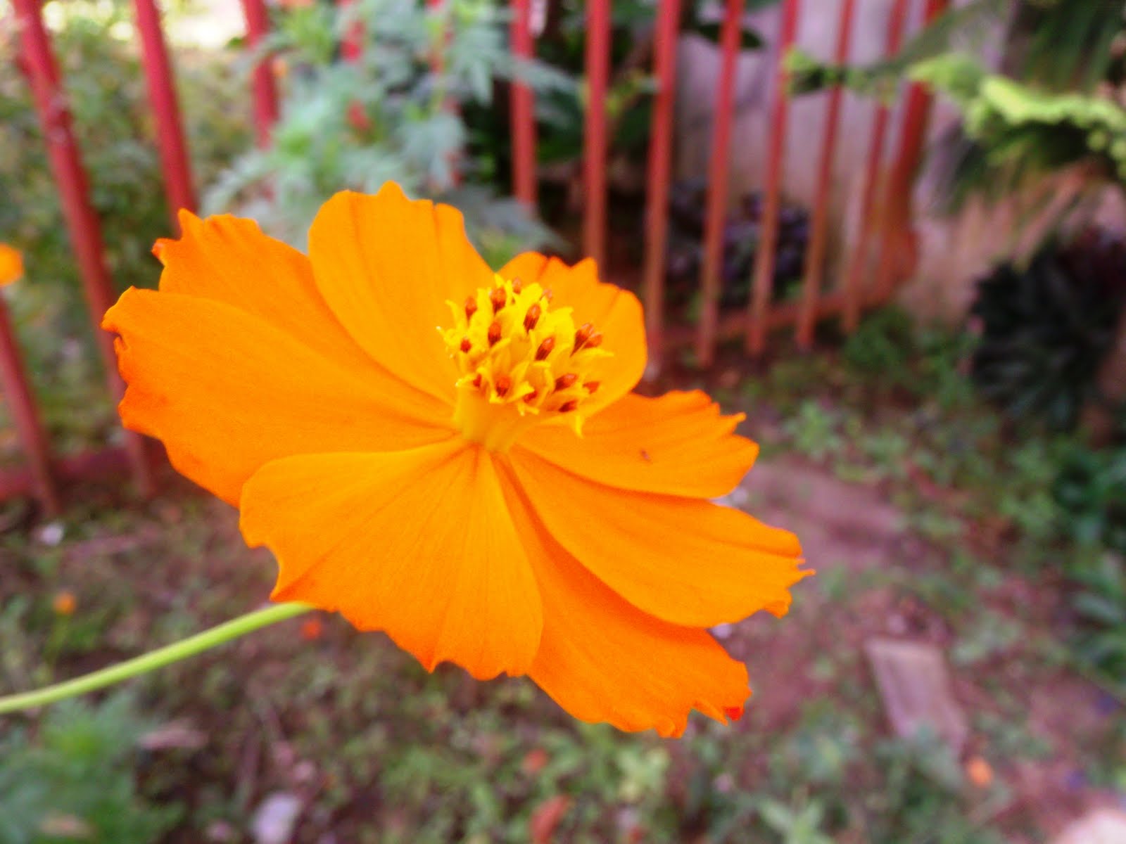 A Weekender's Blogger: GE X500 Camera Review and Sample Shots