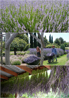 lavandula