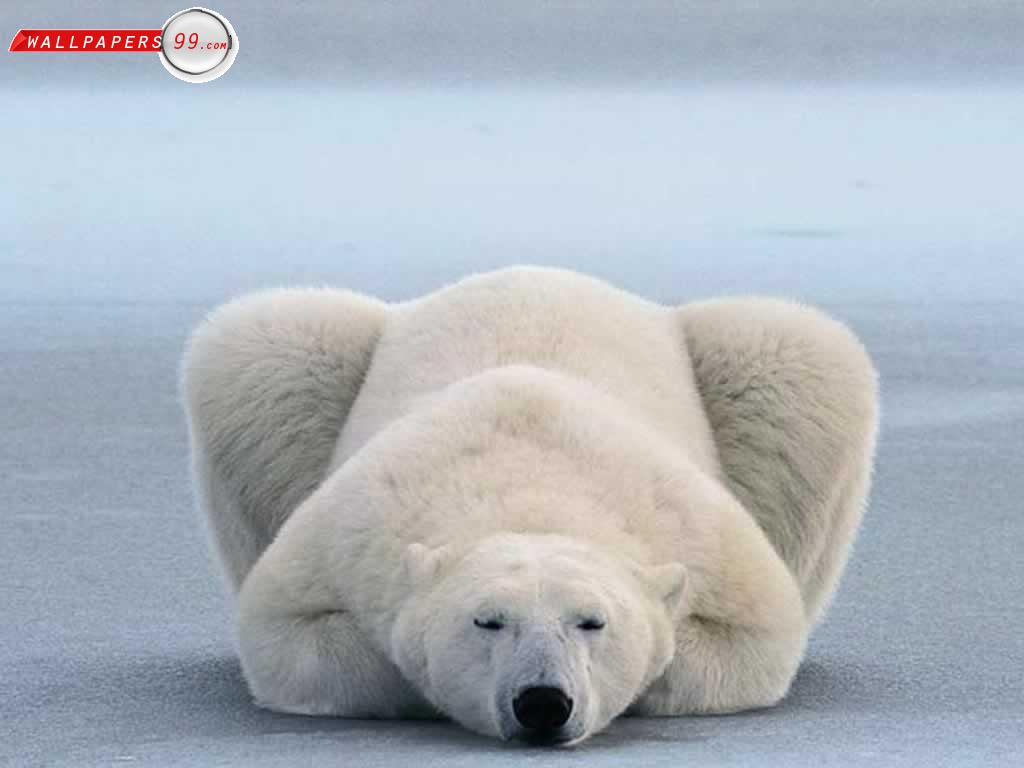 funny animals Funny Polar Bear Photos