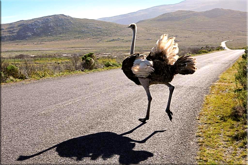 первый страус пробежал 162