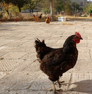 Free range Free range