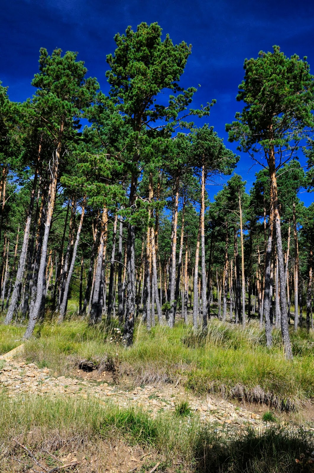 Esmemoriáus... El Río Aurín