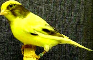 Burung Kenari American Singer - Mengenal Burung Kenari American Singer -  Burung Kenari Paling Terbaik Baik Faktor Suara dan Posturnya
