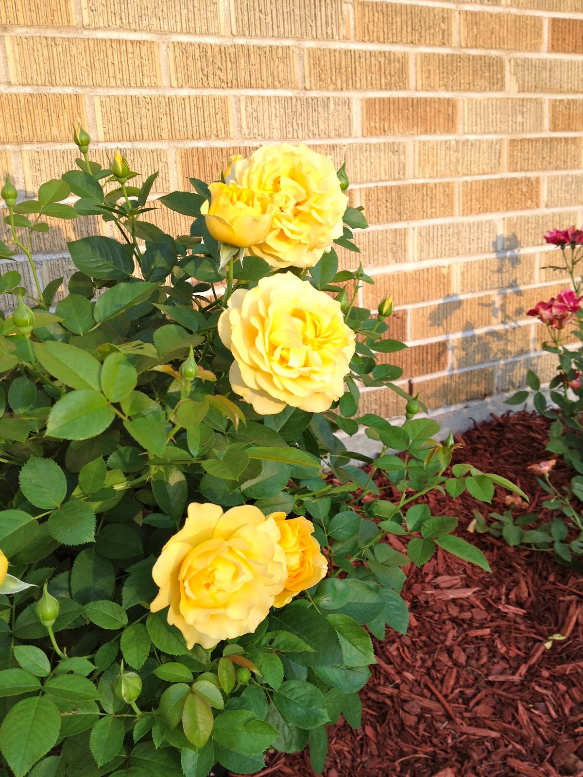 Garden's Grace Julia Child Roses
